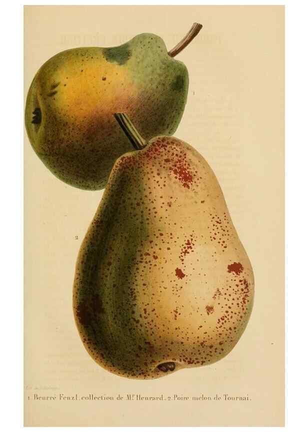 Reproducción/Reproduction 49268984606: Belgique horticole.. Liége.. 