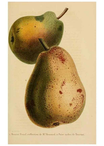 Reproducción/Reproduction 49268984606: Belgique horticole.. Liége.. 
