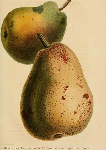 Reproducción/Reproduction 49268984606: Belgique horticole.. Liége.. 