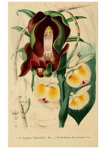 Reproducción/Reproduction 49268985171: Belgique horticole.. Liége.. 
