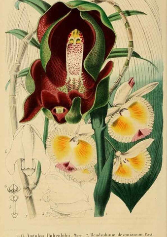 Reproducción/Reproduction 49268985171: Belgique horticole.. Liége.. 