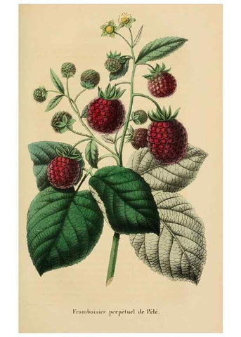 Reproducción/Reproduction 49269185807: Belgique horticole.. Liége.. 