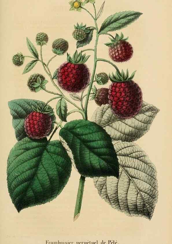 Reproducción/Reproduction 49269185807: Belgique horticole.. Liége.. 