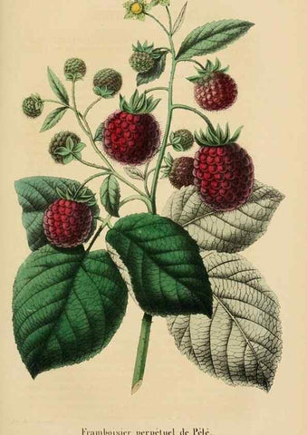 Reproducción/Reproduction 49269185807: Belgique horticole.. Liége.. 