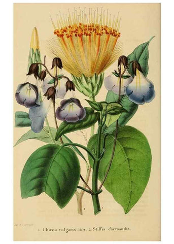 Reproducción/Reproduction 49268986716: Belgique horticole.. Liége.. 
