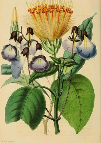 Reproducción/Reproduction 49268986716: Belgique horticole.. Liége.. 
