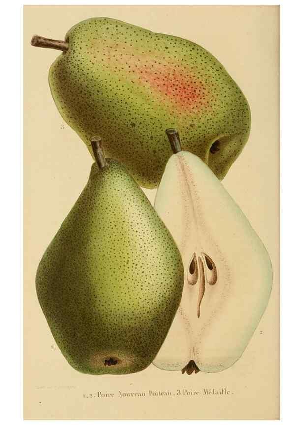 Reproducción/Reproduction 49268987191: Belgique horticole.. Liége.. 