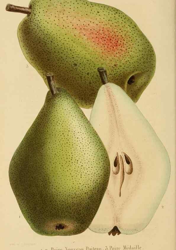 Reproducción/Reproduction 49268987191: Belgique horticole.. Liége.. 