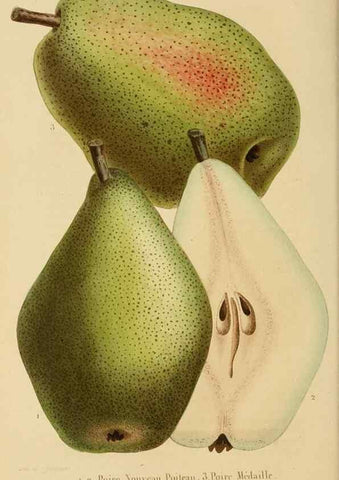 Reproducción/Reproduction 49268987191: Belgique horticole.. Liége.. 