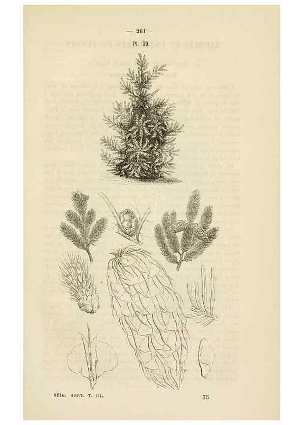 Reproducción/Reproduction 49268529478: Belgique horticole.. Liége.. 