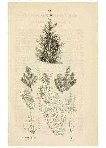 Reproducción/Reproduction 49268529478: Belgique horticole.. Liége.. 