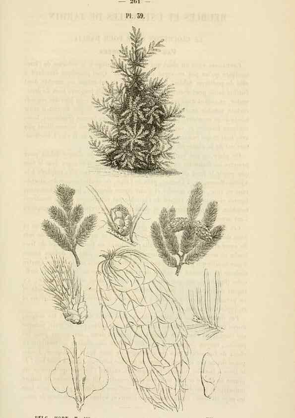 Reproducción/Reproduction 49268529478: Belgique horticole.. Liége.. 