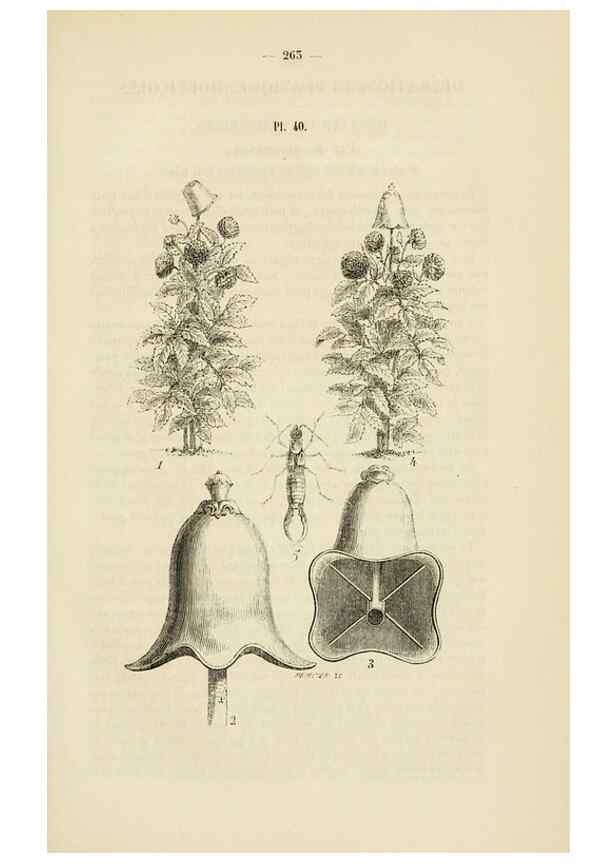 Reproducción/Reproduction 49268987766: Belgique horticole.. Liége.. 