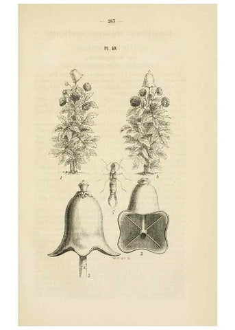 Reproducción/Reproduction 49268987766: Belgique horticole.. Liége.. 