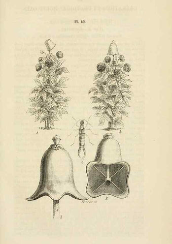 Reproducción/Reproduction 49268987766: Belgique horticole.. Liége.. 