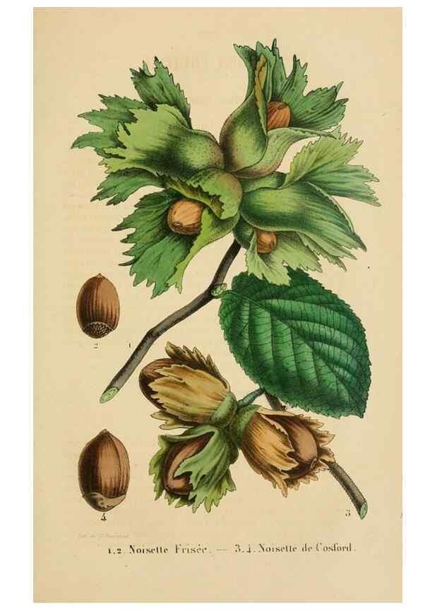 Reproducción/Reproduction 49268525323: Belgique horticole.. Liége.. 
