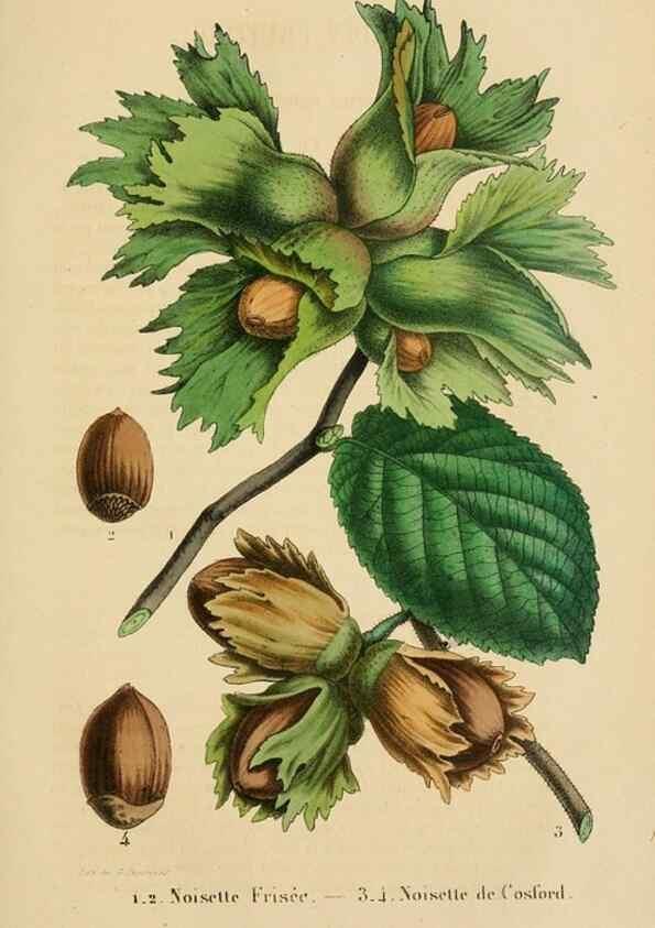 Reproducción/Reproduction 49268525323: Belgique horticole.. Liége.. 