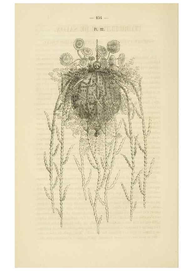 Reproducción/Reproduction 49269182782: Belgique horticole.. Liége.. 