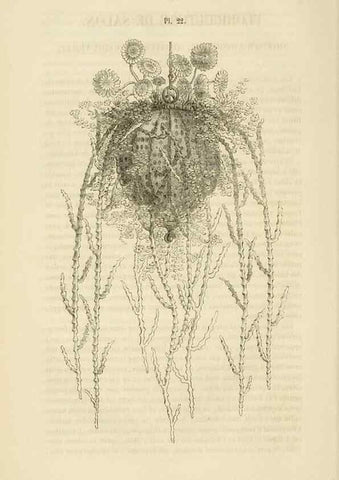 Reproducción/Reproduction 49269182782: Belgique horticole.. Liége.. 