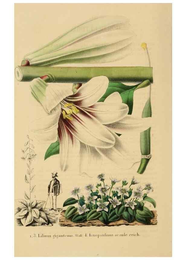 Reproducción/Reproduction 49268524338: Belgique horticole.. Liége.. 