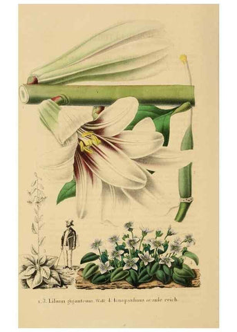 Reproducción/Reproduction 49268524338: Belgique horticole.. Liége.. 