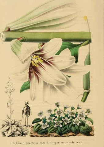 Reproducción/Reproduction 49268524338: Belgique horticole.. Liége.. 