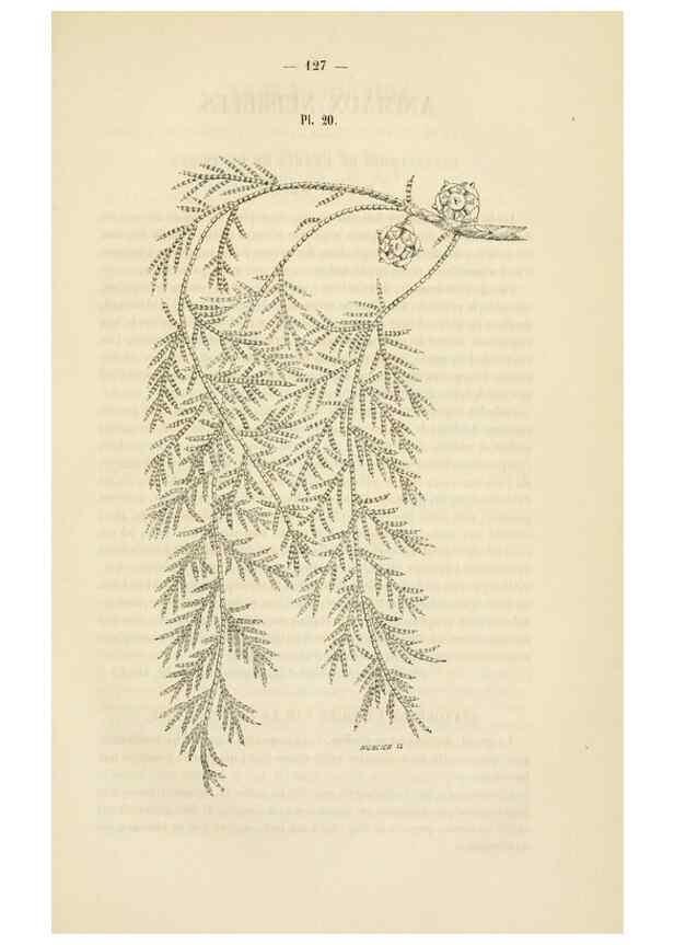 Reproducción/Reproduction 49268982041: Belgique horticole.. Liége.. 