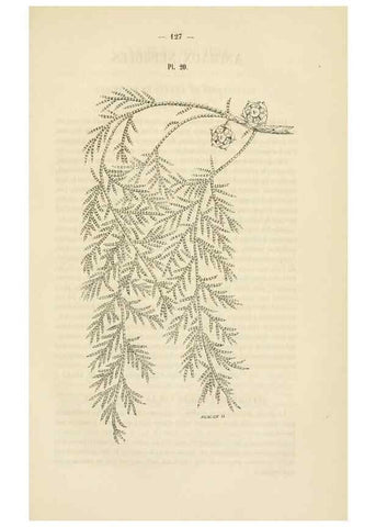 Reproducción/Reproduction 49268982041: Belgique horticole.. Liége.. 
