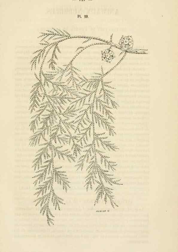 Reproducción/Reproduction 49268982041: Belgique horticole.. Liége.. 