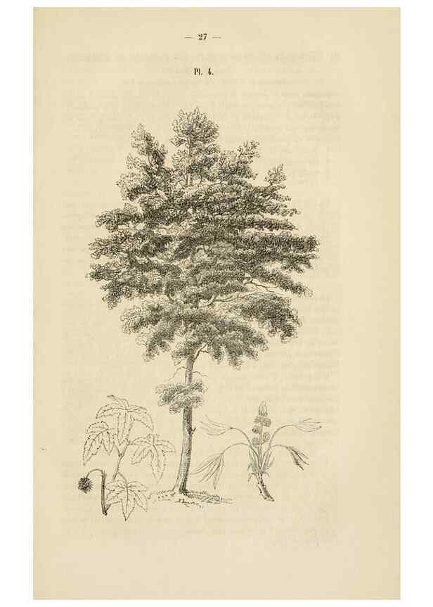 Reproducción/Reproduction 49268977131: Belgique horticole.. Liége.. 