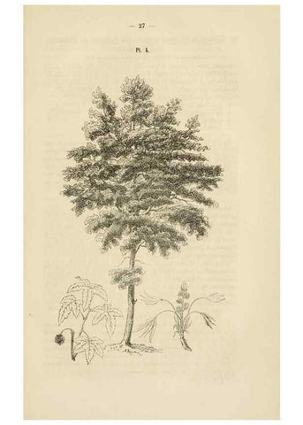 Reproducción/Reproduction 49268977131: Belgique horticole.. Liége.. 