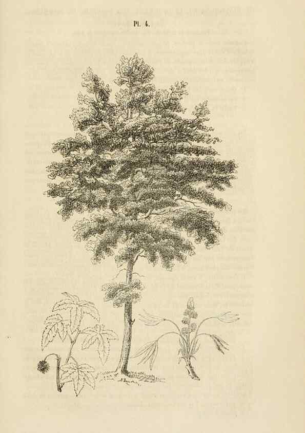 Reproducción/Reproduction 49268977131: Belgique horticole.. Liége.. 