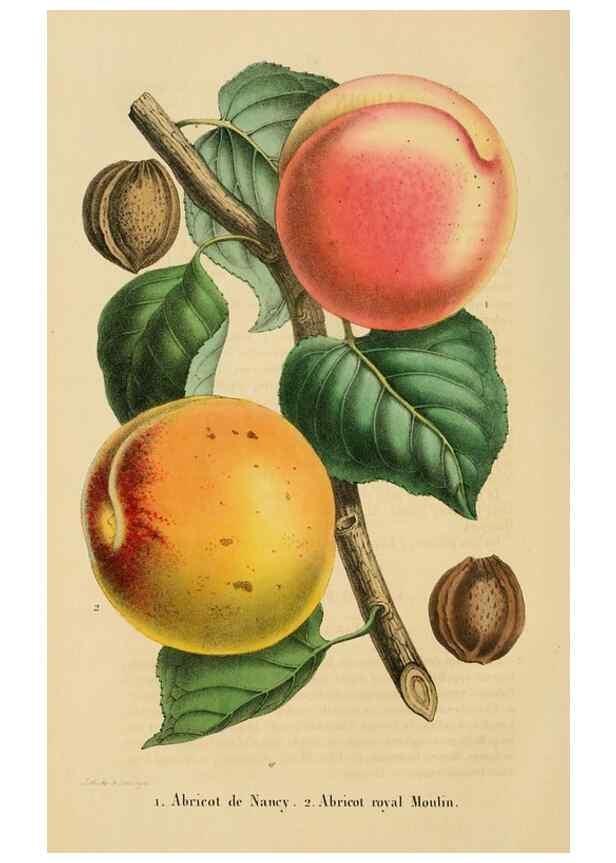 Reproducción/Reproduction 49268977421: Belgique horticole.. Liége.. 