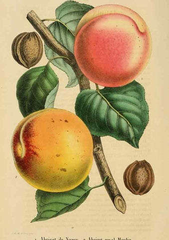 Reproducción/Reproduction 49268977421: Belgique horticole.. Liége.. 