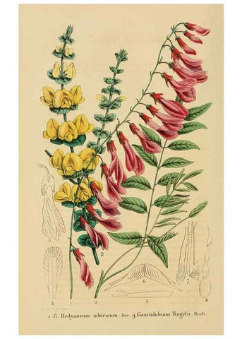 Reproducción/Reproduction 49268519338: Belgique horticole.. Liége.. 