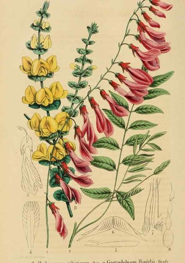 Reproducción/Reproduction 49268519338: Belgique horticole.. Liége.. 