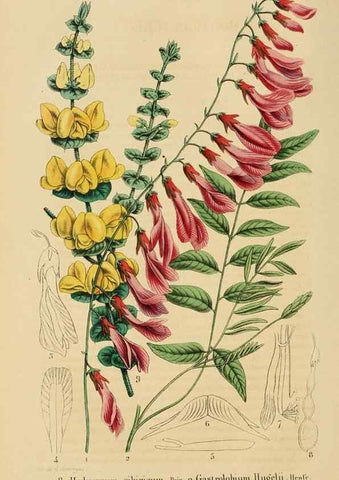 Reproducción/Reproduction 49268519338: Belgique horticole.. Liége.. 