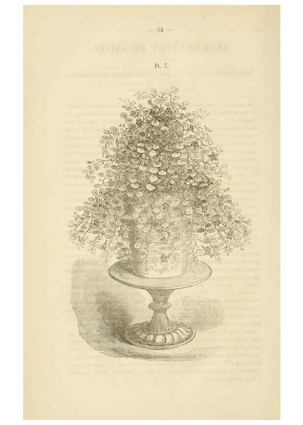 Reproducción/Reproduction 49268978016: Belgique horticole.. Liége.. 
