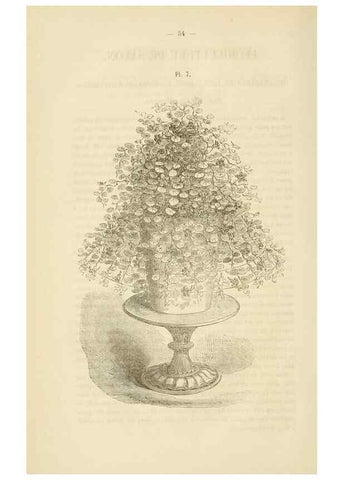 Reproducción/Reproduction 49268978016: Belgique horticole.. Liége.. 