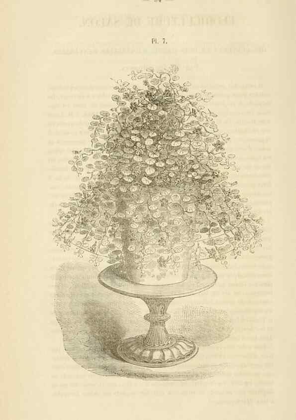 Reproducción/Reproduction 49268978016: Belgique horticole.. Liége.. 