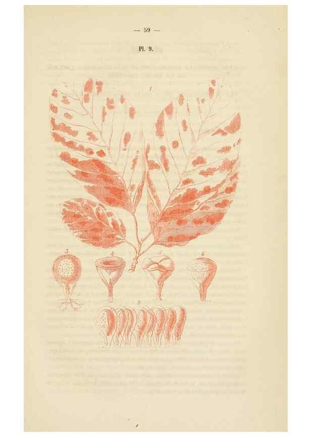 Reproducción/Reproduction 49269178272: Belgique horticole.. Liége.. 