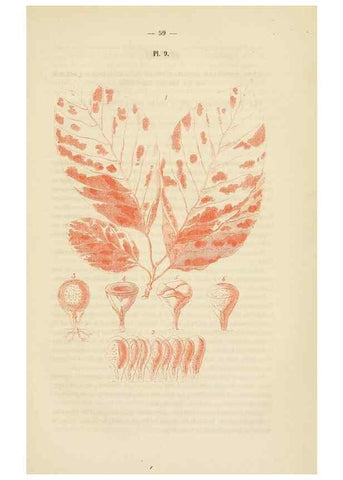 Reproducción/Reproduction 49269178272: Belgique horticole.. Liége.. 