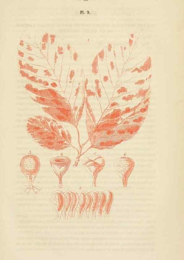 Reproducción/Reproduction 49269178272: Belgique horticole.. Liége.. 