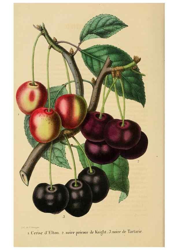 Reproducción/Reproduction 49268978791: Belgique horticole.. Liége.. 