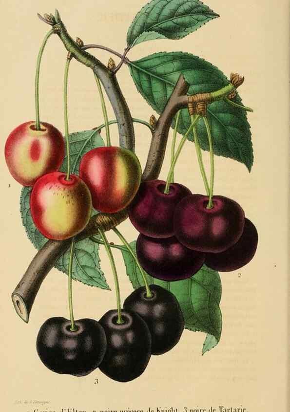 Reproducción/Reproduction 49268978791: Belgique horticole.. Liége.. 