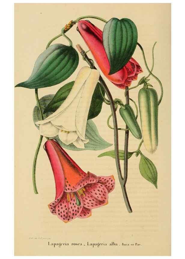 Reproducción/Reproduction 49268530058: Belgique horticole.. Liége.. 