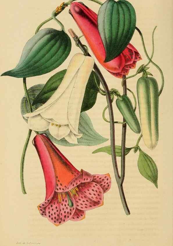 Reproducción/Reproduction 49268530058: Belgique horticole.. Liége.. 