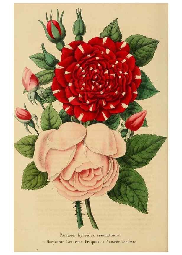 Reproducción/Reproduction 49268520928: Belgique horticole.. Liége.. 