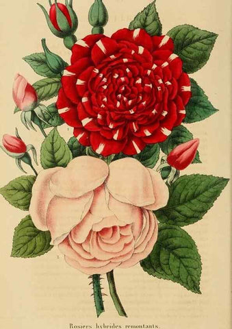 Reproducción/Reproduction 49268520928: Belgique horticole.. Liége.. 