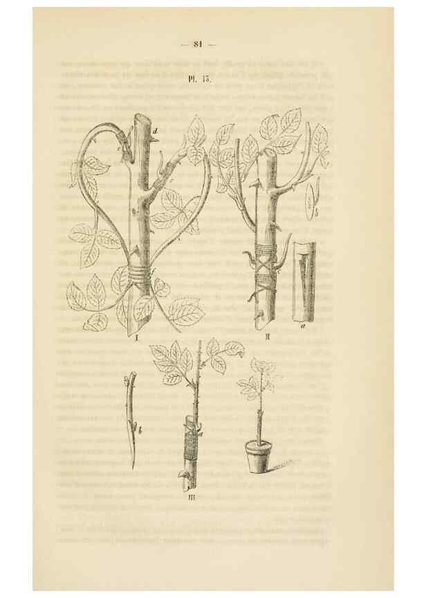 Reproducción/Reproduction 49268979651: Belgique horticole.. Liége.. 